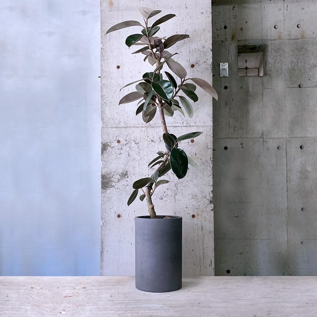 フィカス　バーガンディ　グラファイトストーム陶器鉢　植え込み発送 Amazon.co.jp: フィカス バーガンディ 2本立ち 陶器鉢 植え込み