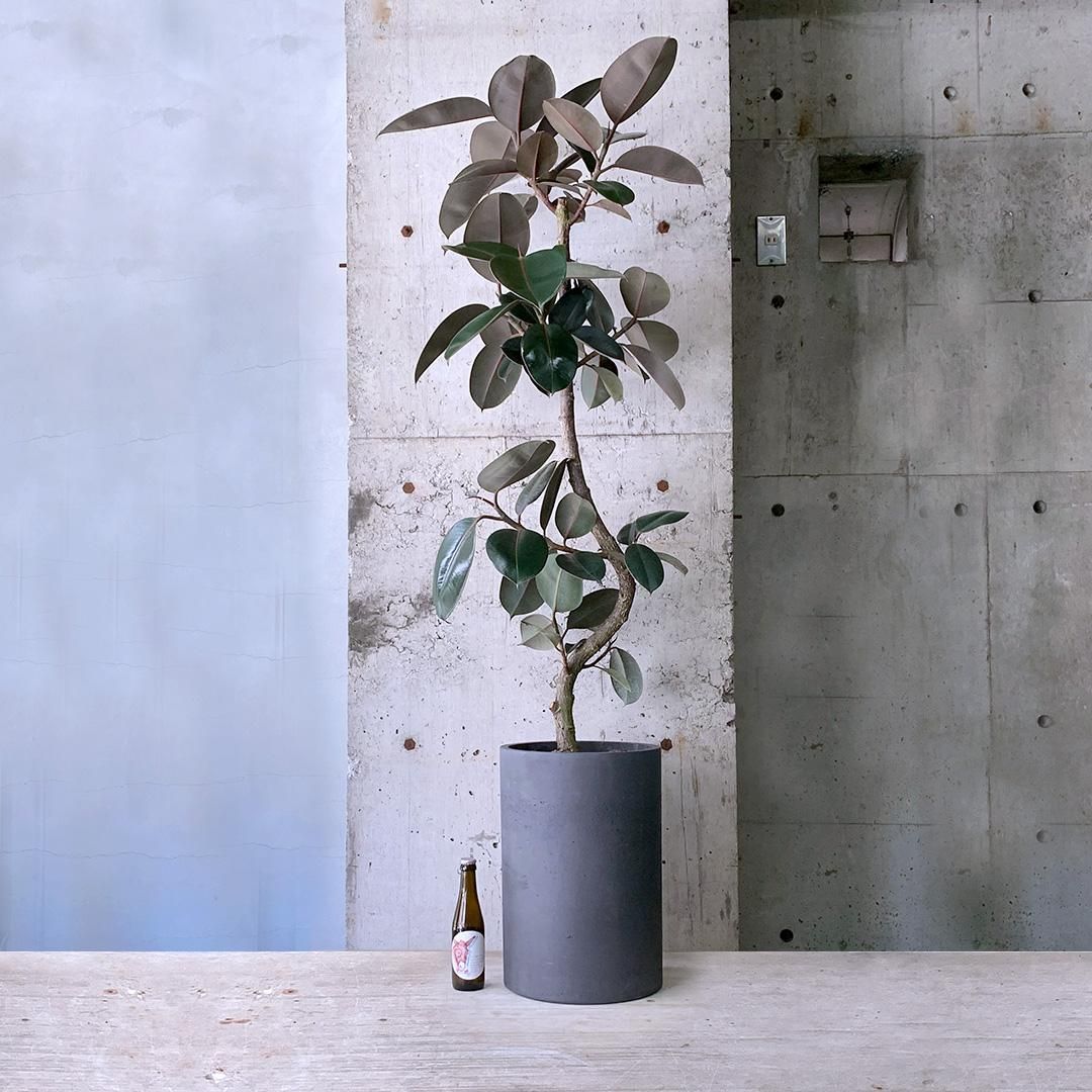 フィカス バーガンディ 主枝2本＋1本で構成 葉がピカピカ 9号鉢