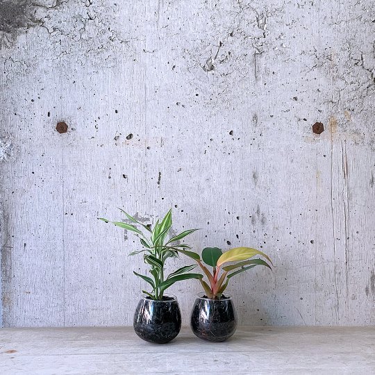 観葉植物小鉢set（ドラセナ サンデリアーナ・フィロデンドロン）ロッキンググリーン