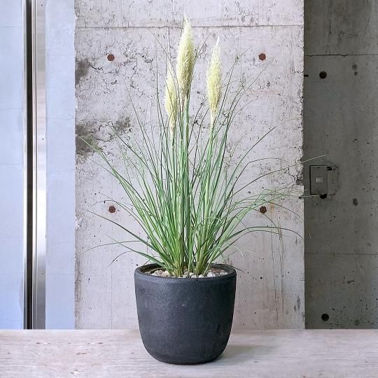 観葉植物（大鉢）の通販はTRANSHIP