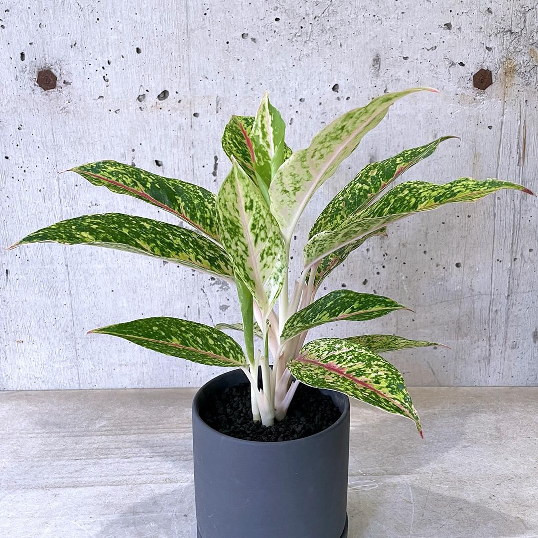 ま*ろ様 アグラオネマ　ナイトスパークル　極上 PLANCHU 観葉植物 アグラオネマ ナイトスパーク Aglaonema