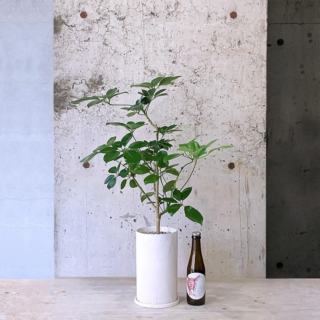 ⑰ シェフレラ マルコ 8号曲がり仕立て 希少品種 ⑰ シェフレラ マルコ