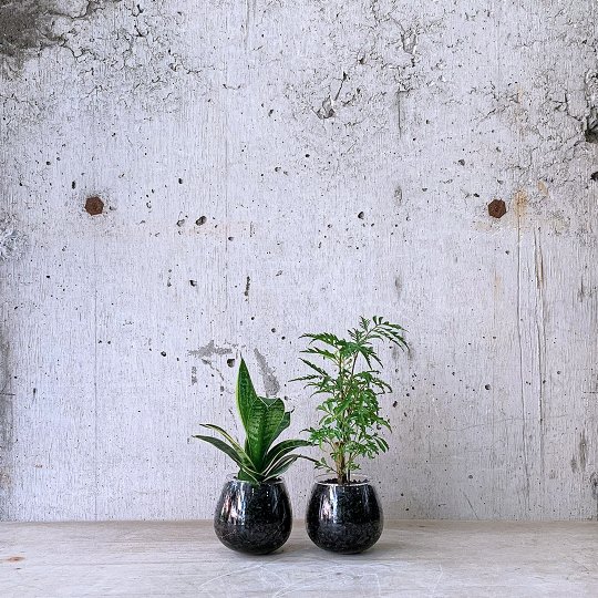 観葉植物小鉢set（サンスベリア・ポリシャス）ロッキンググリーン