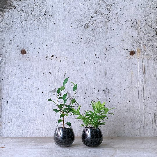 観葉植物小鉢set（フィカス ベンジャミナ・ドラセナ ゴッドセフィアーナ）ロッキンググリーン