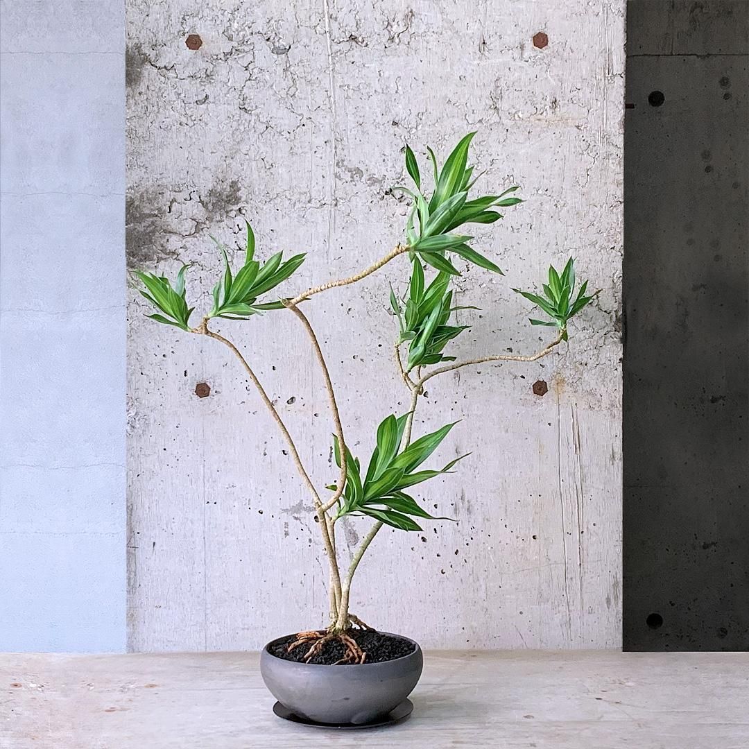 観葉植物 約180cm ドラセナ・ジャマイカ 楽天市場】【法人様限定】ソングオブジャマイカ 高さ150cm