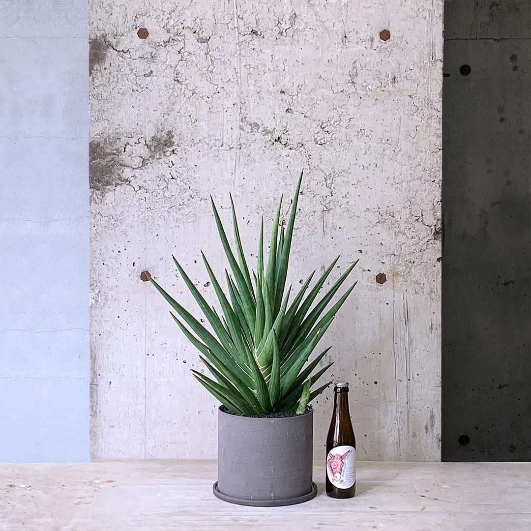 サンスベリア スパイダー　バリエガータ サンスベリア スパイダーバリエガータ