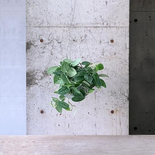 Amazon.co.jp: PLANCHU 観葉植物 スキンダプサス トレビー 6号鉢