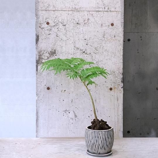 リュウビンタイ 7号角鉢 11 受け皿付き （【楽天市場】シダ植物