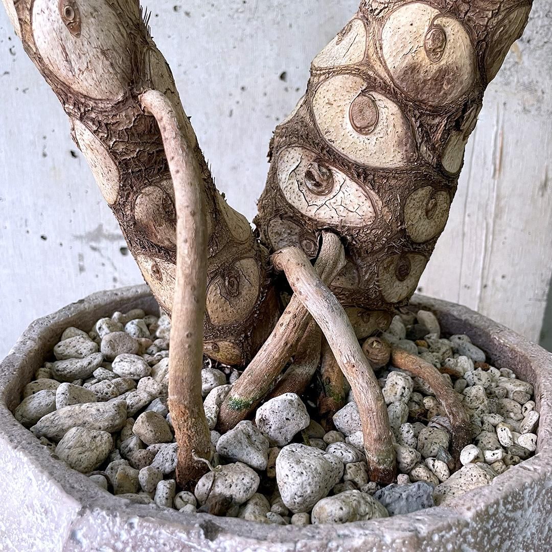 フィロデンドロン・セローム 中型 植物 フィロデンドロン・セロームの育て方 | 観葉植物・お花の通販