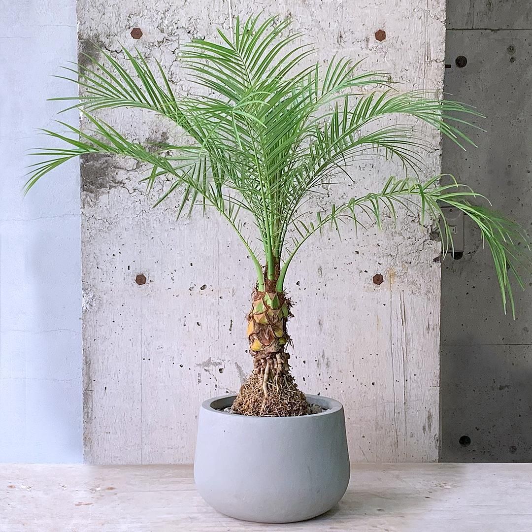 2株 フェニックス ロベレニー 10号 その他インテリア雑貨 PLANTS