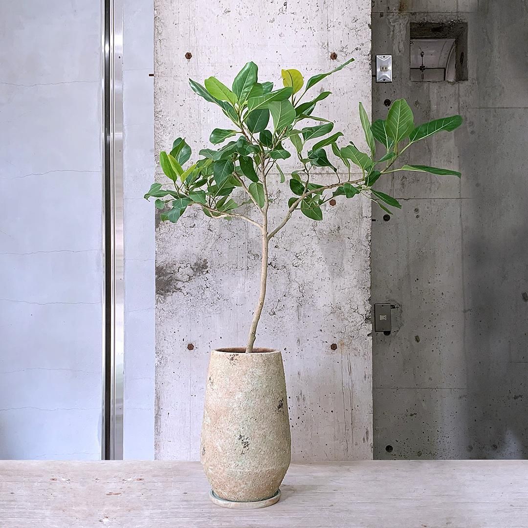 のらぽん　フィカス　ティーダ　植物　インテリア 観葉植物 本物 フィカス ウンベラータ セラアート鉢 6号鉢 大型