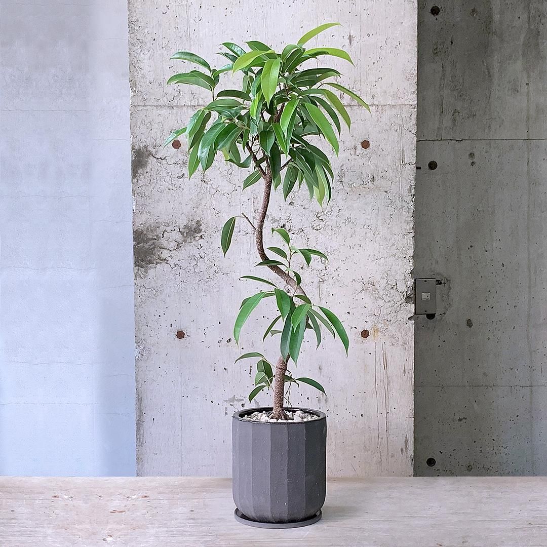 フィカス アムステルダムキング ライムグリーン どっしり