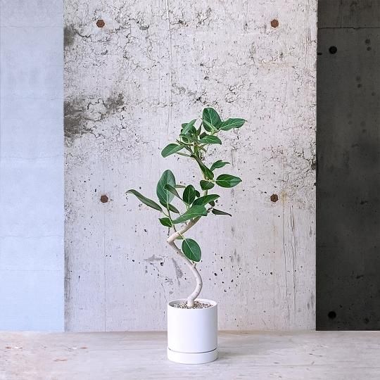 園芸ネット | 植物とガーデン用品の通販サイト【園芸ネット】本店