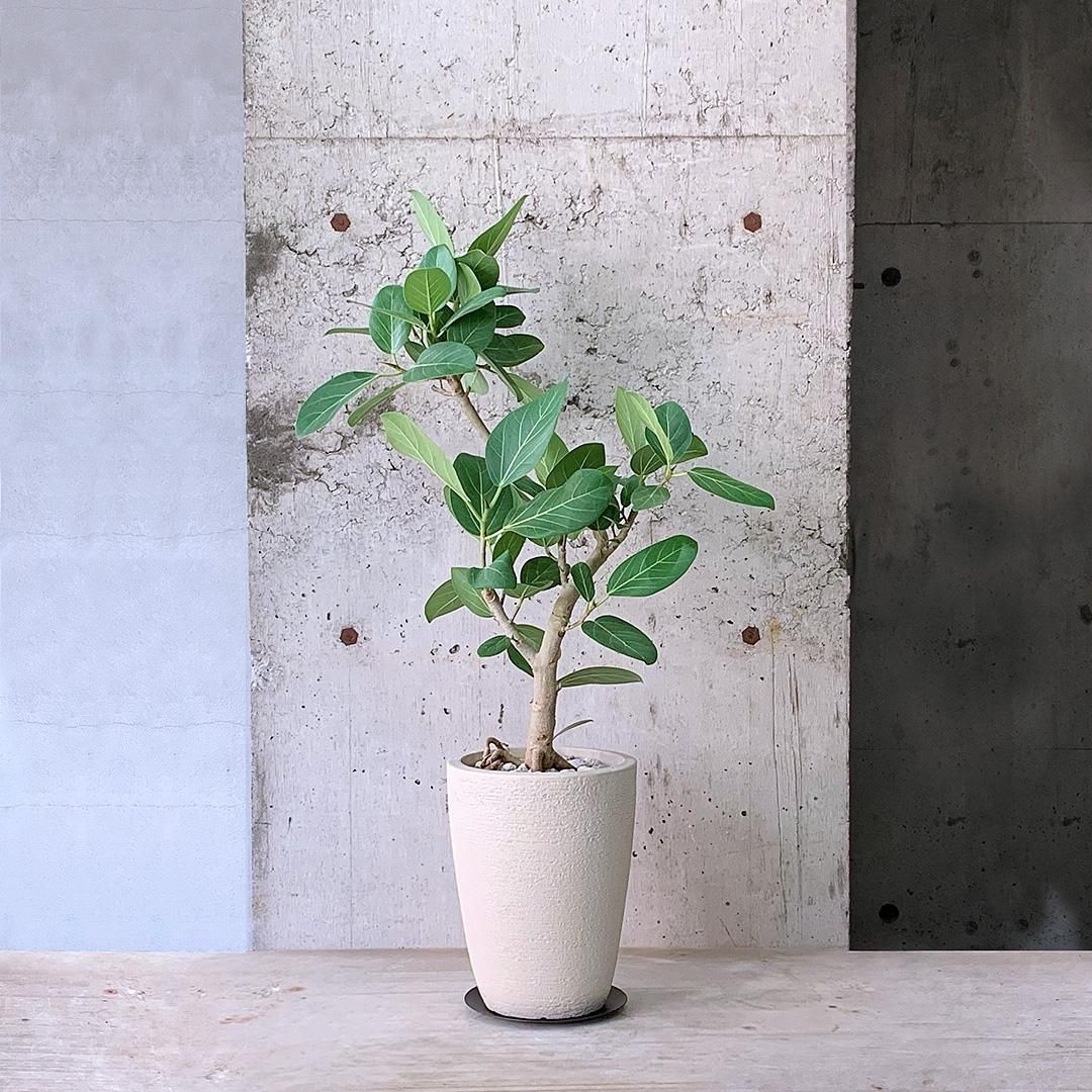 フィカス ベンガレンシス weathered white pot 142cm フィカス ベンガレンシス WH - TRANSHIP