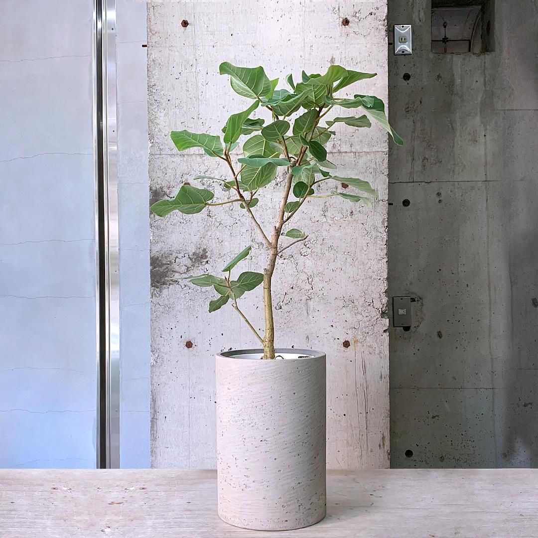 フィカス エベレスト 大型観葉植物 樹高約160cm 10号鉢入り 現品