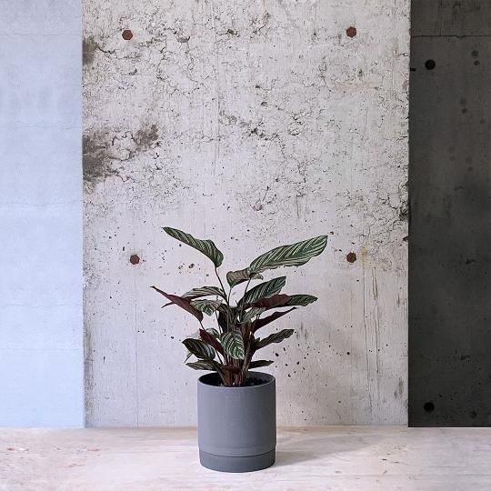 園芸ネット | 植物とガーデン用品の通販サイト【園芸ネット】本店
