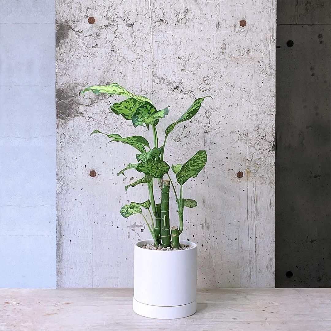 【お買い得！】 177949613_o1.jpg? その他観葉植物