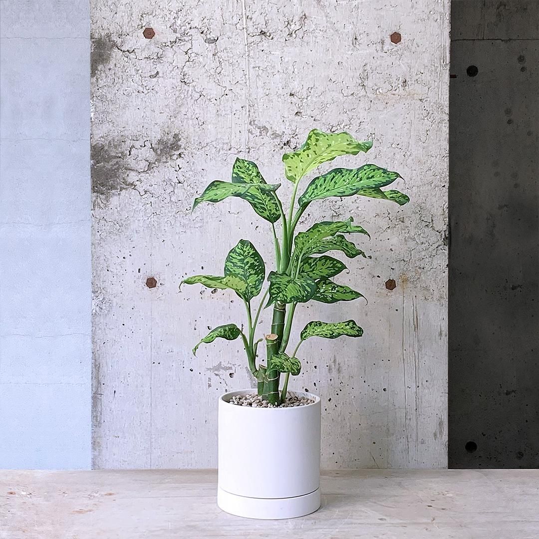 ディフェンバキア　チーター　希少　大株　送料無料 ディフェンバキア チーター 希少 大株 送料無料