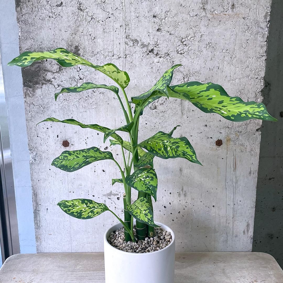 本店】冬も観葉植物入荷中🌿🌿 | ザ・ガーデンの園芸スタッフブログ