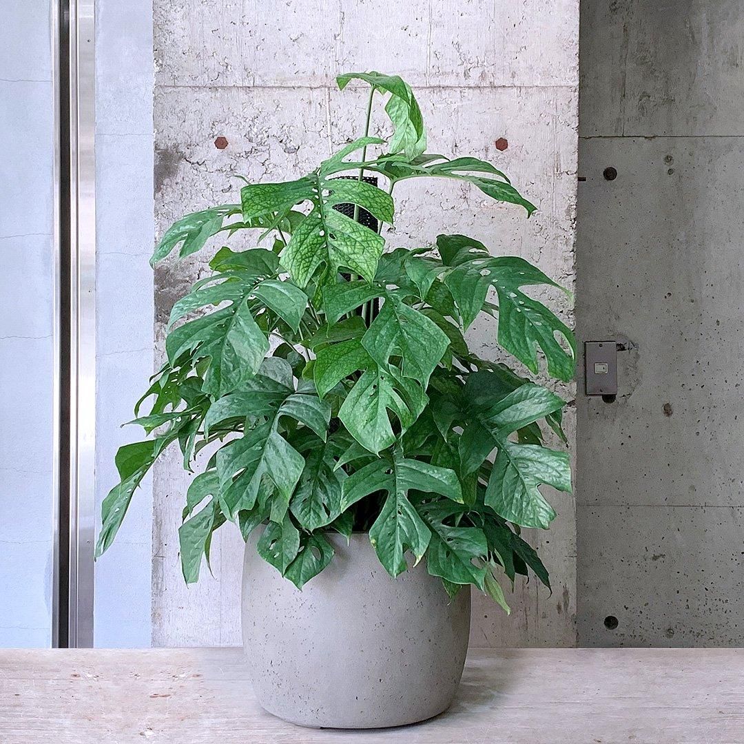 特大 希少 アミドリウム メデュウム 8号鉢 1株限定 178030296.jpg