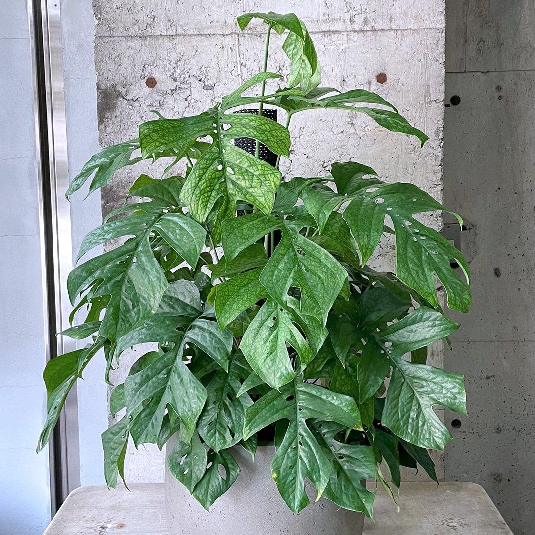 極めて希少 アミドリウム メディウム モンステラ 支柱 観葉植物 極めて希少 アミドリウム メディウム モンステラ 支柱 観葉植物