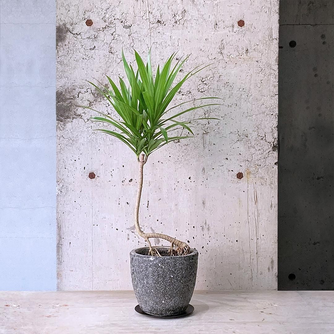 ファグラエア ベルテロアナ 曲がり 観葉植物 室内 インテリアグリーン