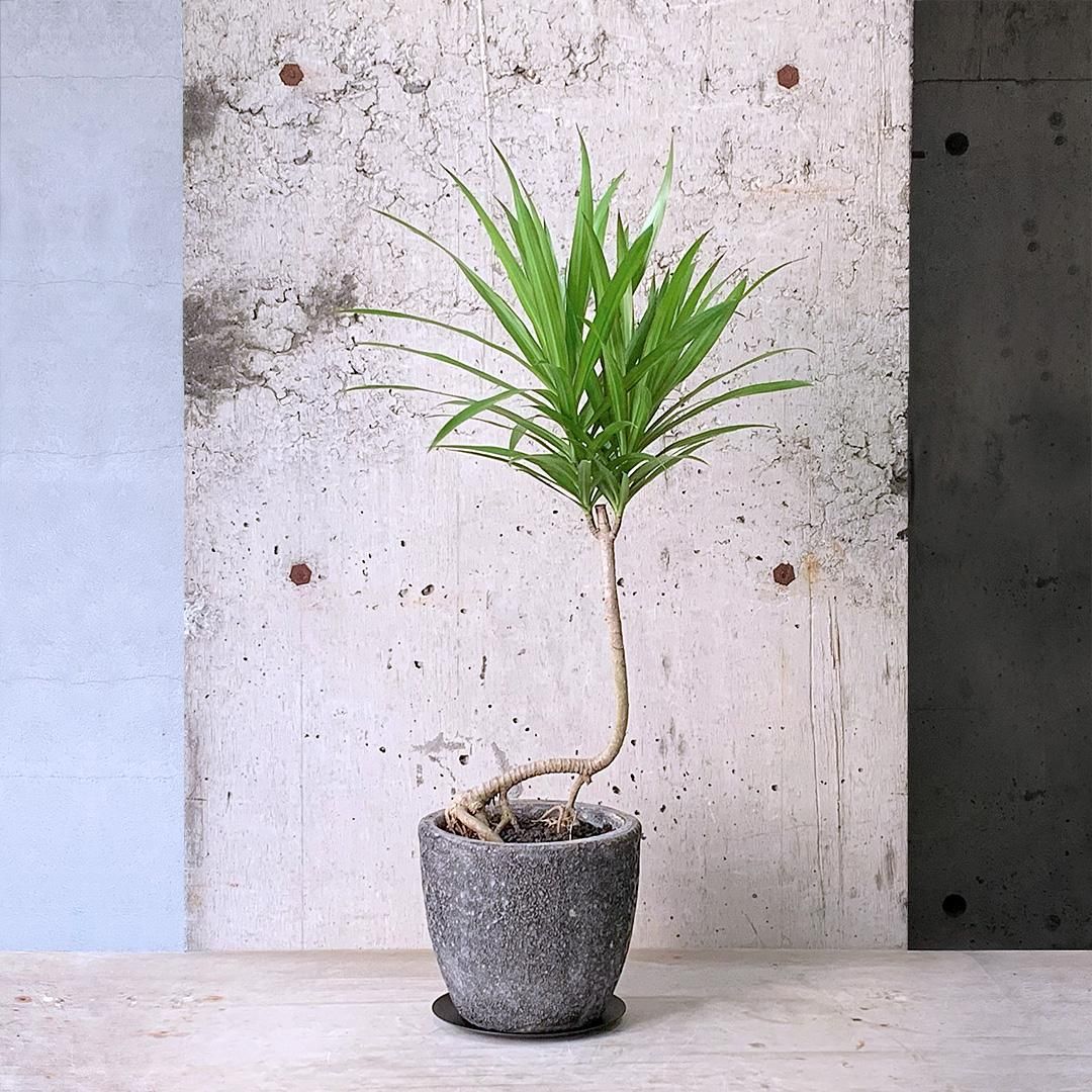 楽天市場】観葉植物 和風モダン 盆栽風苔仕立て 陶器鉢ミニ