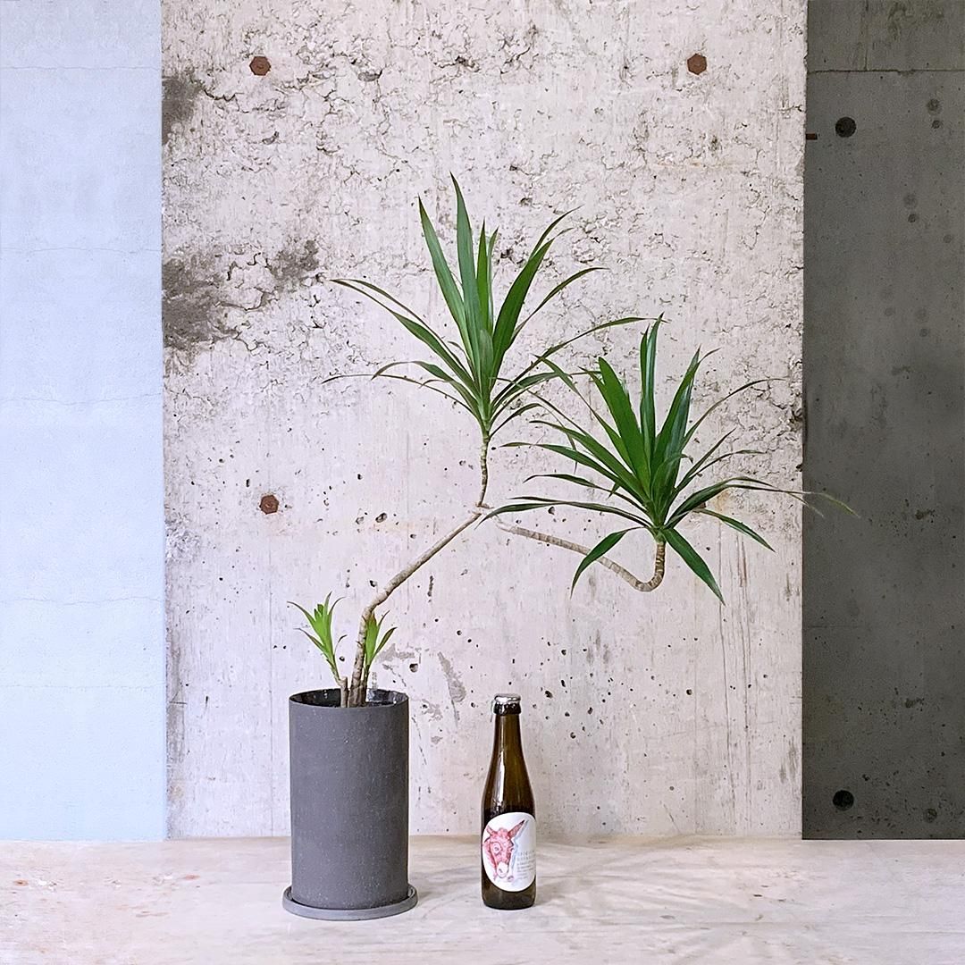 素敵でユニークな 178597152_o6.jpg? その他観葉植物