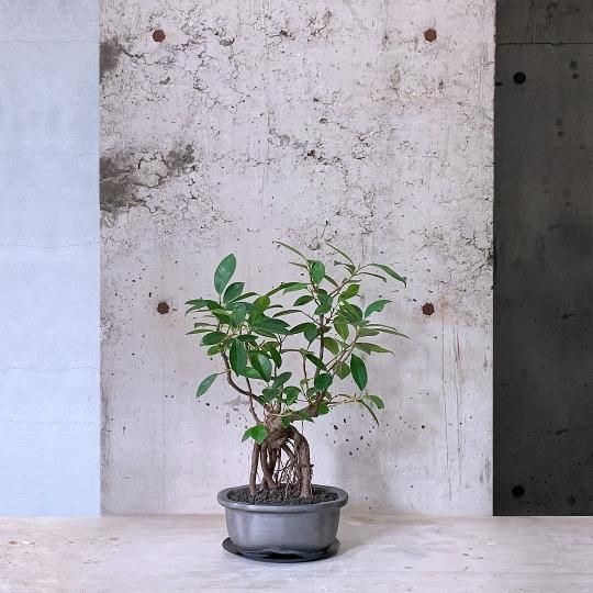 プレゼントに最適な植物の通販はTRANSHIP