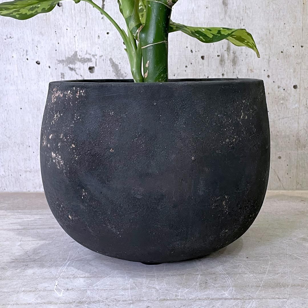 ディフェンバキア　チーター　希少　大株　送料無料 ディフェンバキア チーター 希少 大株 送料無料