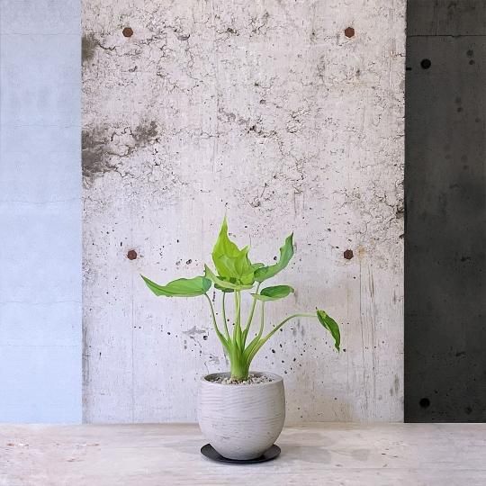 チャーム（ペット） （観葉植物）シマクワズイモ 和風陶器鉢植え