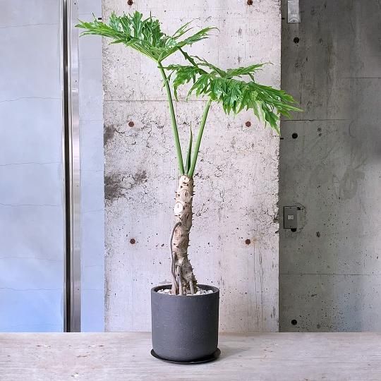 プレゼントに最適な植物の通販はTRANSHIP
