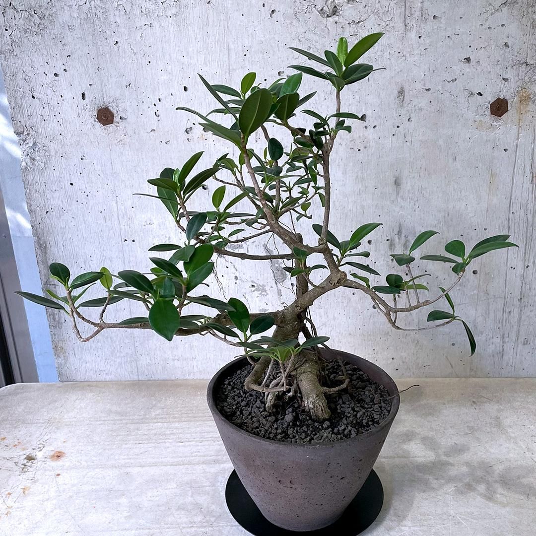 ガジュマル 盆栽仕立て GP - TRANSHIP