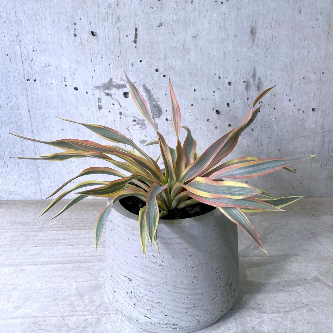 ユッカ グロリオサ ブライトスター 斑入り 6号鉢つき ユッカ