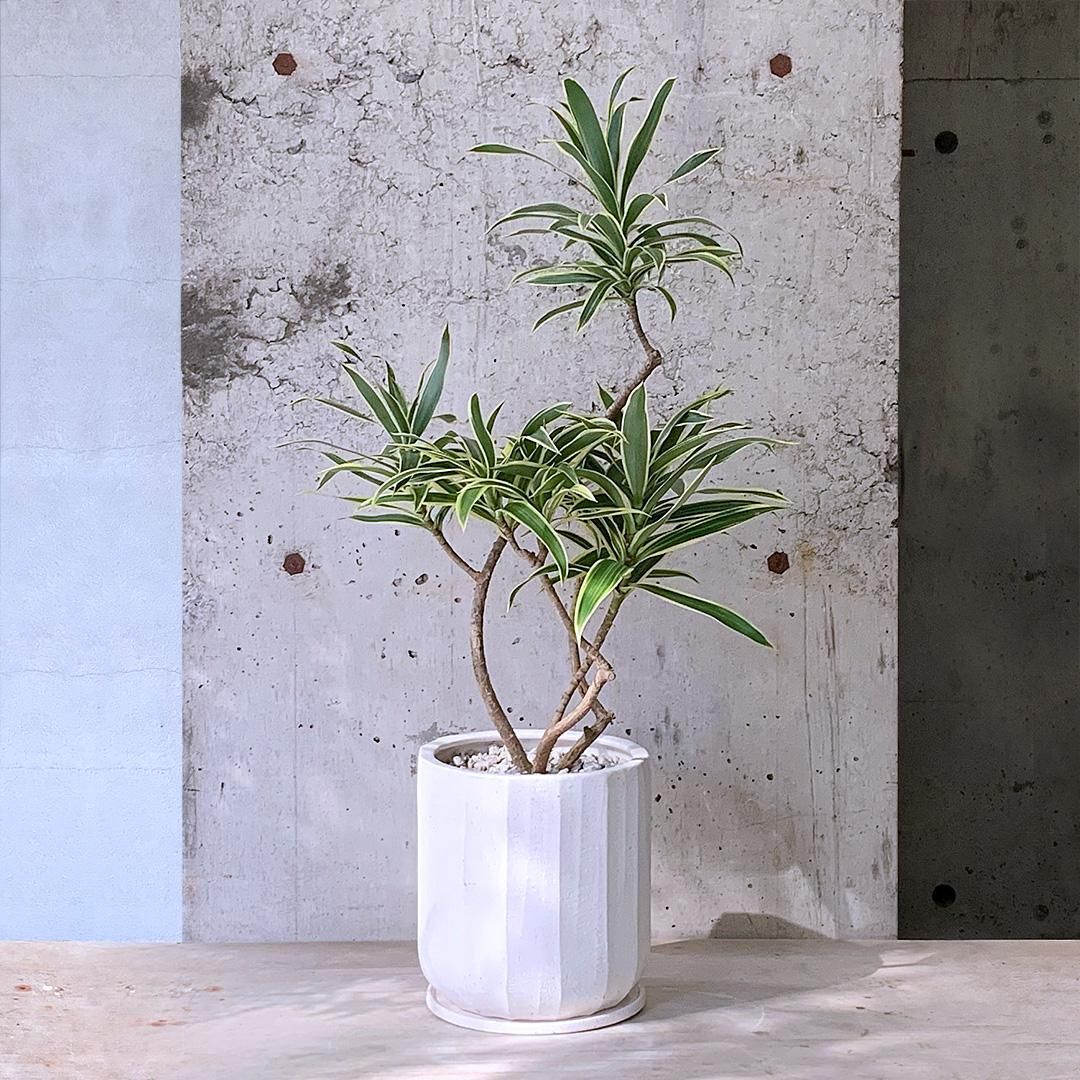 ［現品］【希少】9番　ドラセナ　グリーンソング　オキナワ　8号　観葉植物　レア 現品］【希少】9番 ドラセナ グリーンソング オキナワ 8号 観葉