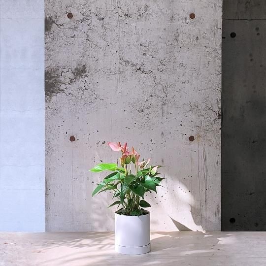 育てやすい植物の通販はTRANSHIP