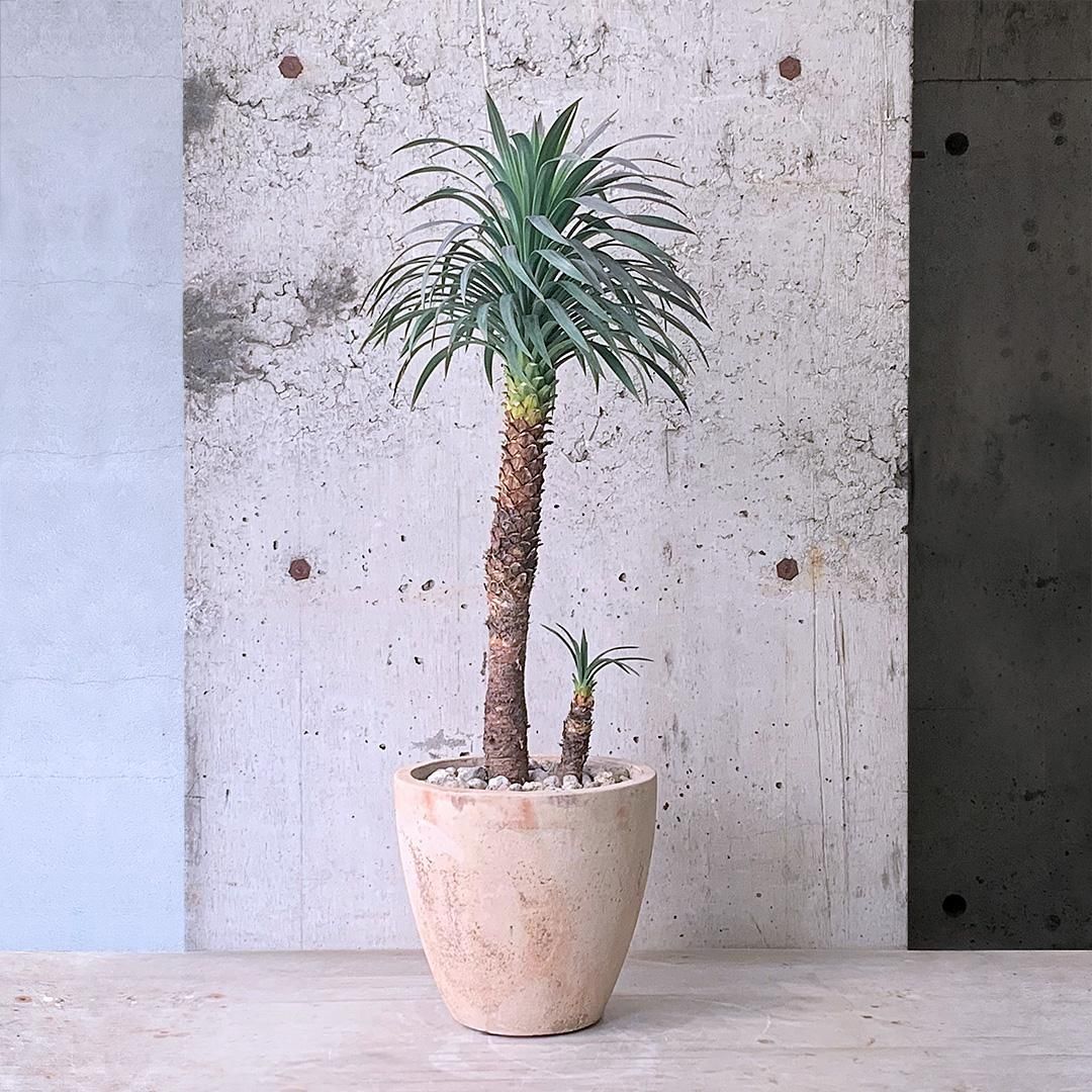 ユッカ デスメティアーナ ユッカ 6号 デスメティアーナ（Yucca desmetiana）｜花木01-D1