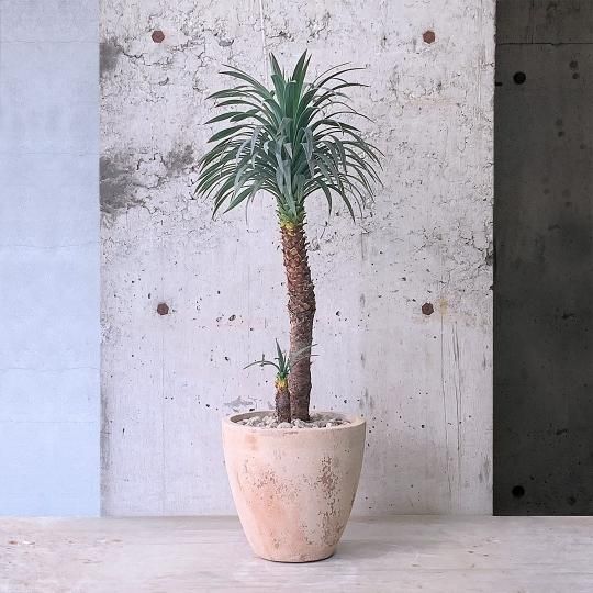 プレゼントに最適な植物の通販はTRANSHIP プレゼントに最適な植物の通販はTRANSHIP