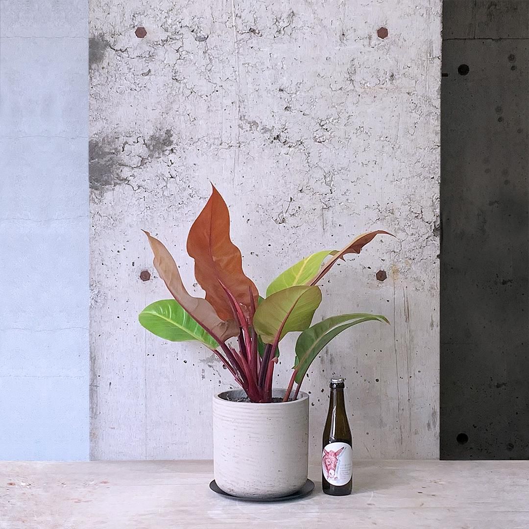 超希少❗️サイズ大❗️猫チップ❗️透明鉢❗️フィロデンドロン　オレンジプリンセス✨ 超希少❗️サイズ大❗️猫チップ❗️透明鉢❗️フィロデンドロン