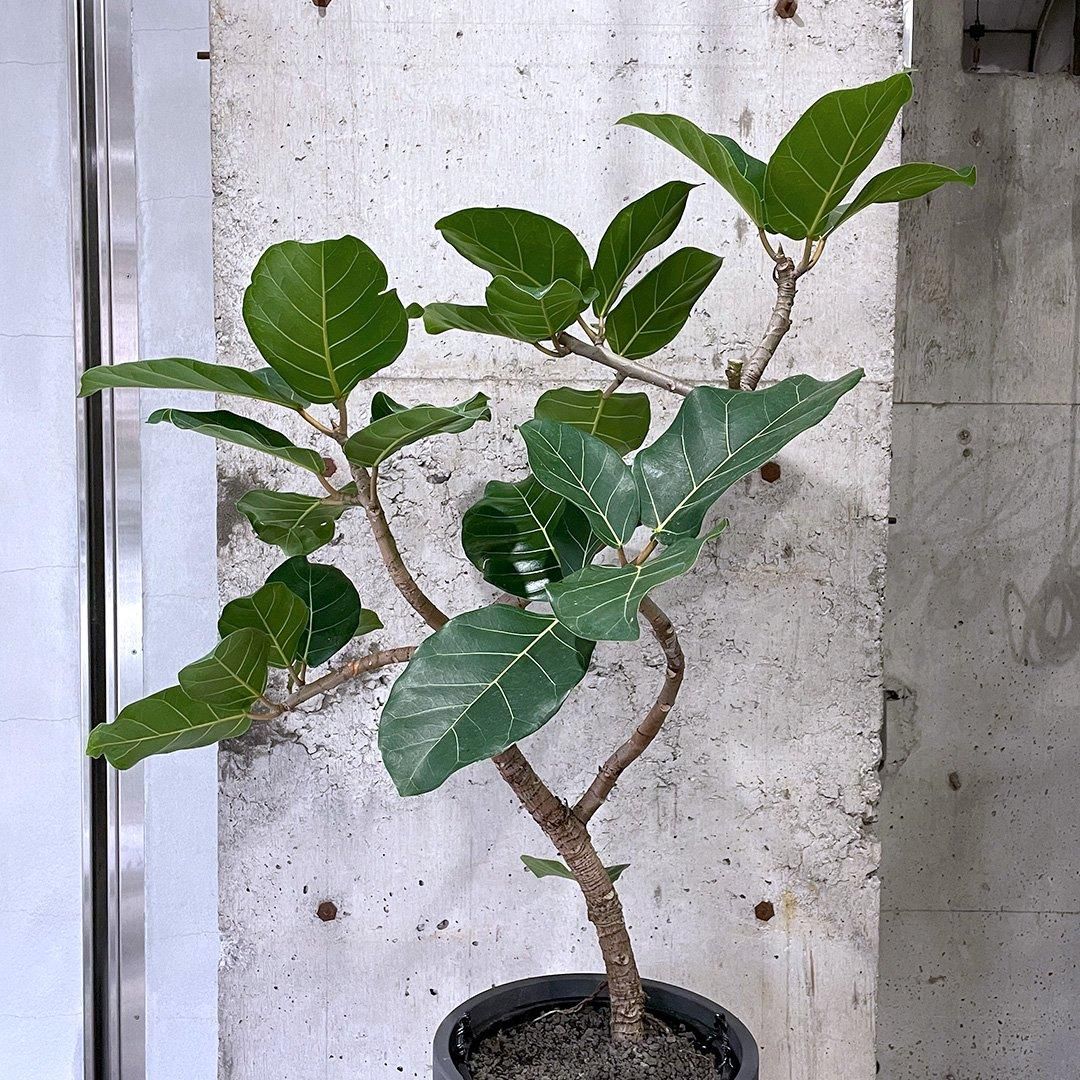 アフリカンプリンス　フィカス② アフリカンプリンス | いぶすき観葉植物｜観葉のまち指宿