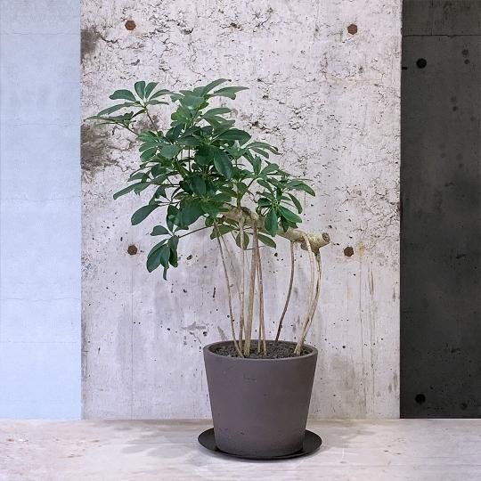 観葉植物（大鉢）の通販はTRANSHIP