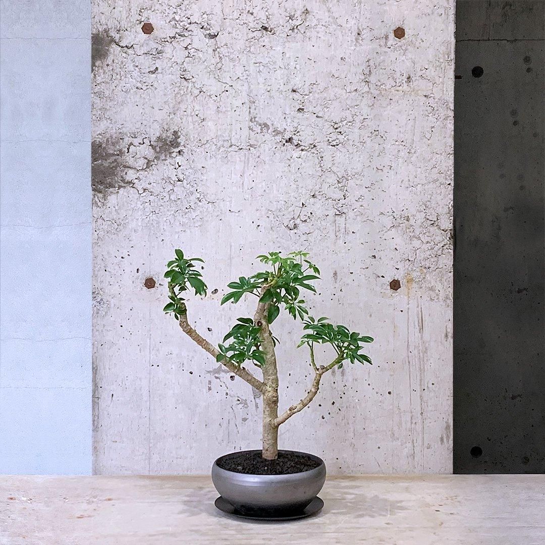 シェフレラ 朴仕立て HI - TRANSHIP