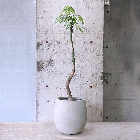 パキラ♪ パキラ - TRANSHIP