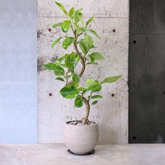 CATEGORY グッズ | Ducks ( plants. )