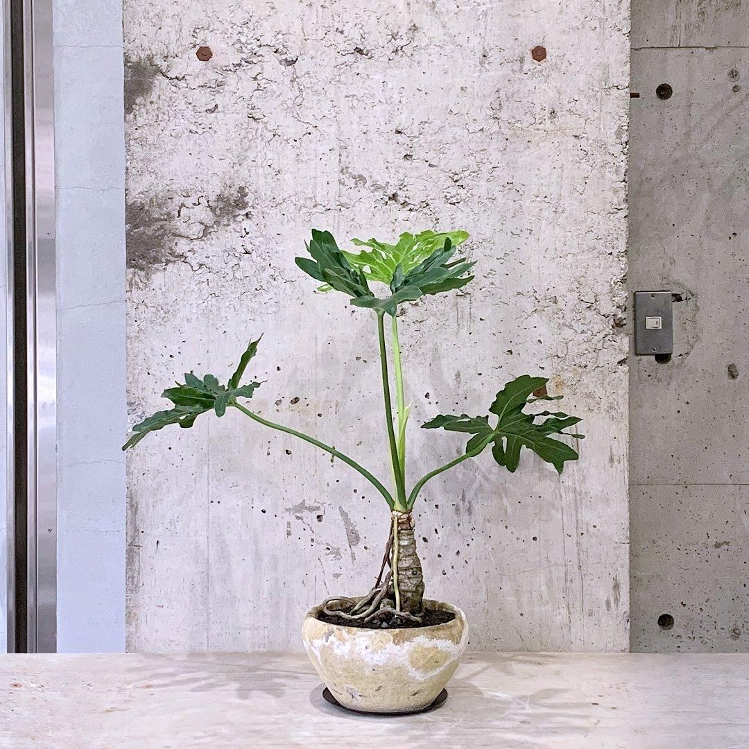 フィロデンドロン・セロームの育て方 | 観葉植物・お花の通販