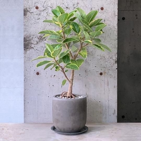 プレゼントに最適な植物の通販はTRANSHIP