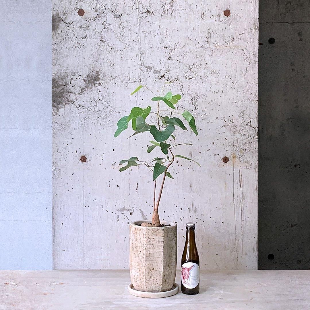 その1☆ブラキキトン☆ 2.5ｍ位☆ 園芸ネット本店｜ブラキキトン（ボトルツリー） 7号23-05 の通販【公式】