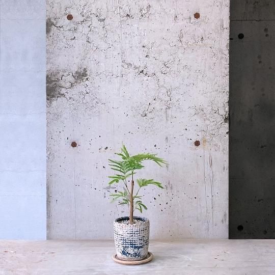 エバーフレッシュ　リビングサイズ　Ｌ4　高さ130ｃｍ エバーフレッシュ Table-M | 観葉植物の通販 AND PLANTS (アンド