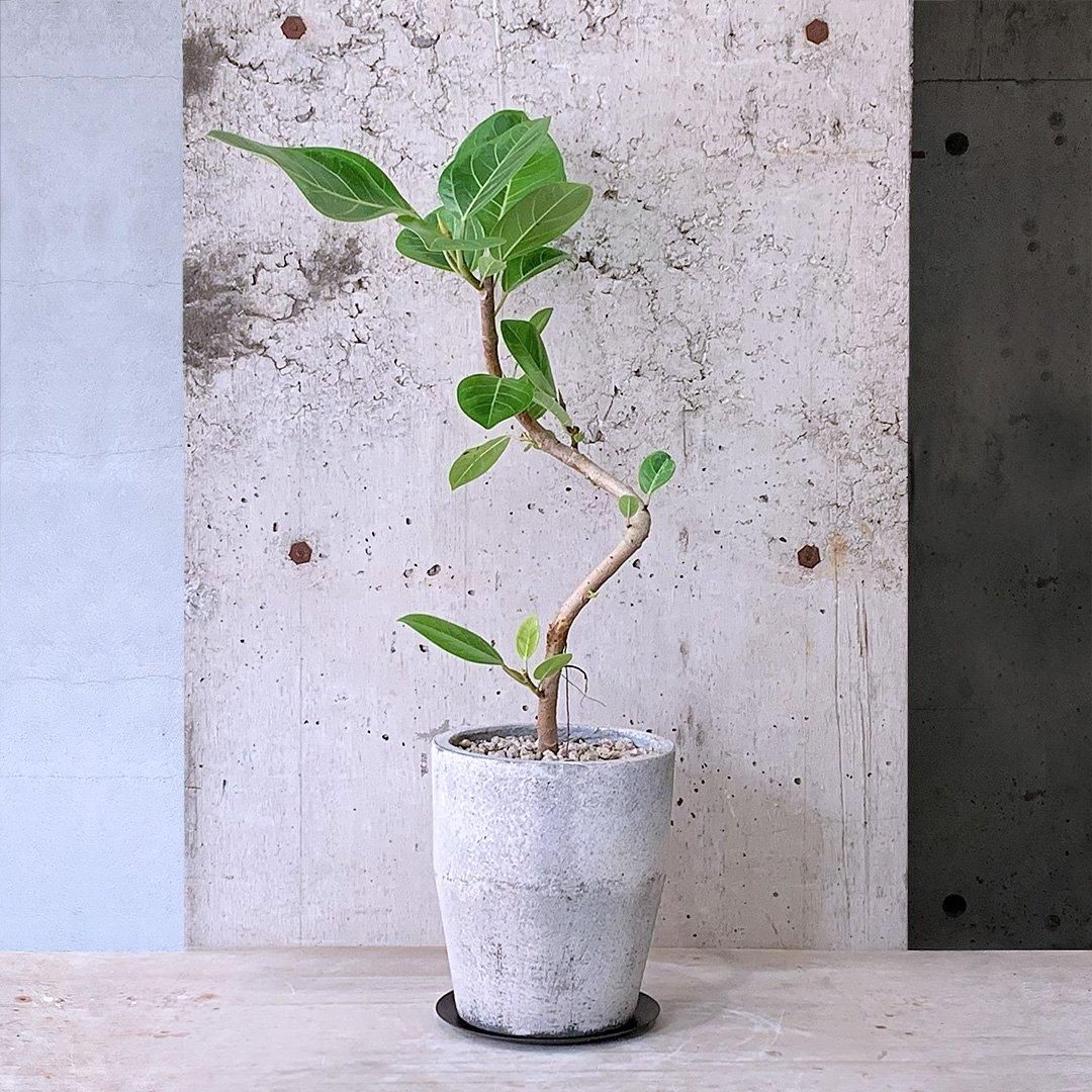 スルコレブチア：アルビッシマ（G064）3号鉢植え の通販 | 園芸