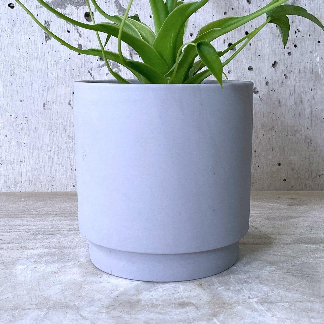 アロカシア　タイニーダンサー確認用 アロカシア タイニーダンサー確認用 ✺ アロカシアっぽくない